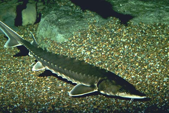 Atlantijas store (Acipenser oxyrhynchus)